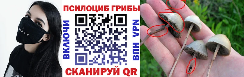 Купить  Кыштым  Галлюциногенные грибы прущие грибы 